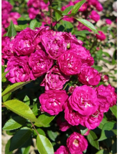 Dinky® róża parkowa