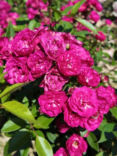 Dinky® róża parkowa