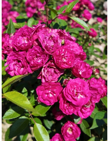 Dinky® róża parkowa