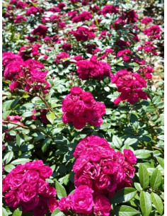 Dinky® róża parkowa 2