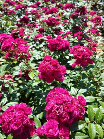 Dinky® róża piżmowa