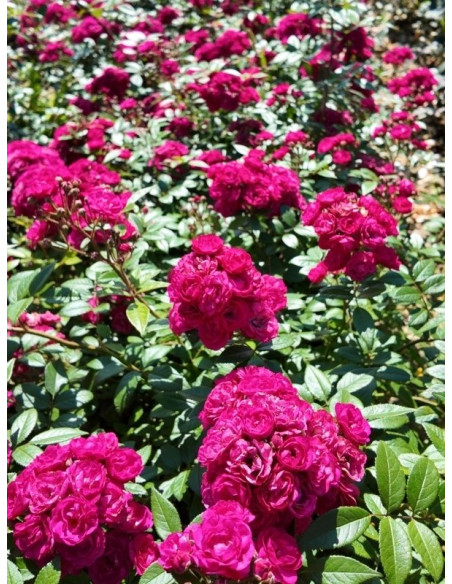 Dinky® róża piżmowa