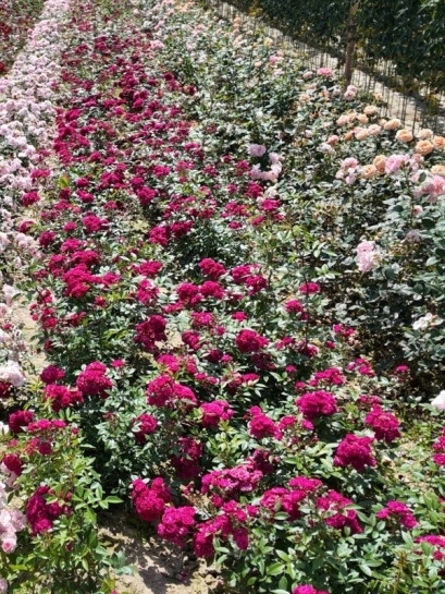 róże piżmowe Dinky®