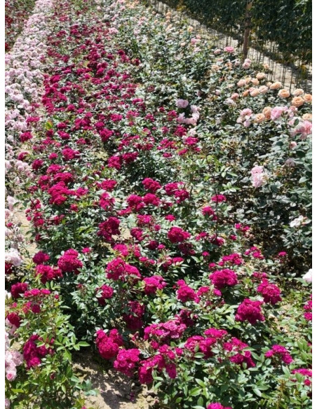 róże piżmowe Dinky®