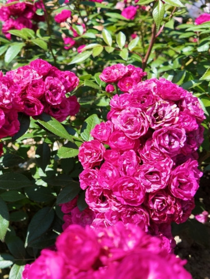 róża Dinky® parkowa piżmowa