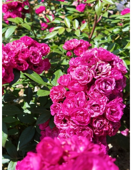 róża Dinky® parkowa piżmowa