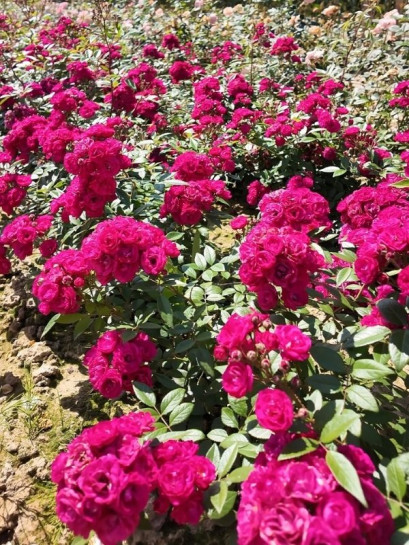 Dinky® parkowa róża