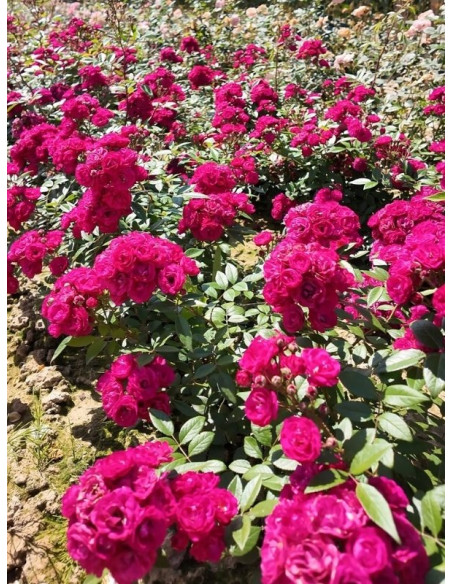 Dinky® parkowa róża