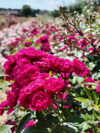 piżmowe róże parkowe Dinky®