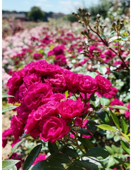 piżmowe róże parkowe Dinky®