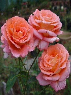 róża herbaciana folklore