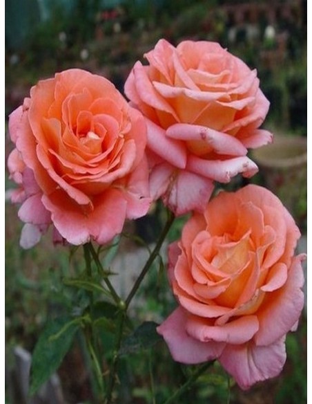 róża herbaciana folklore