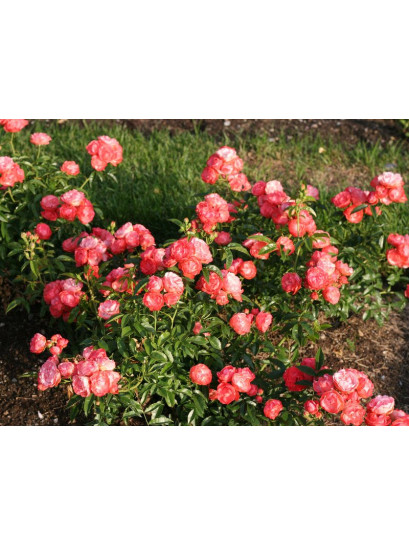 pomarańczowe róże Margo Koster okrywowe