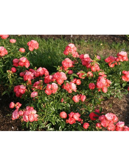 pomarańczowe róże Margo Koster okrywowe