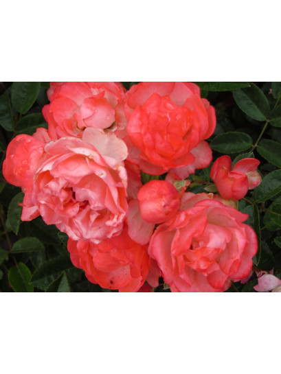 pomaranczowe roze Margo Koster