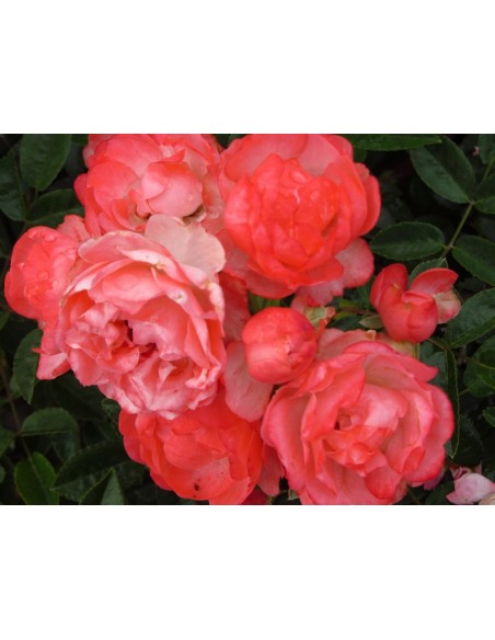 pomaranczowe roze Margo Koster