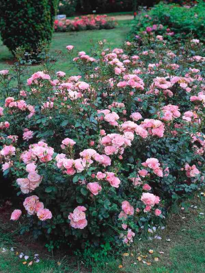 Bonica 82 roze rabatowe