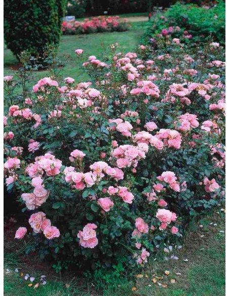 Bonica 82 roze rabatowe