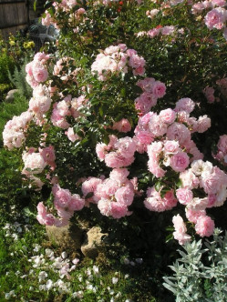 Bonica 82 roze rabatowe 2