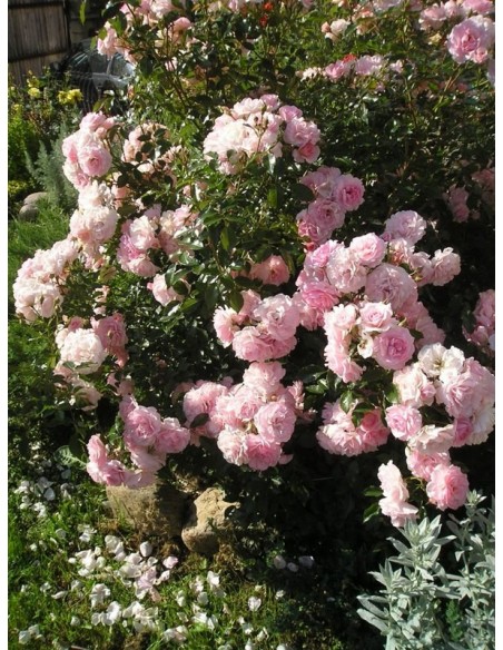 Bonica 82 róże rabatowe