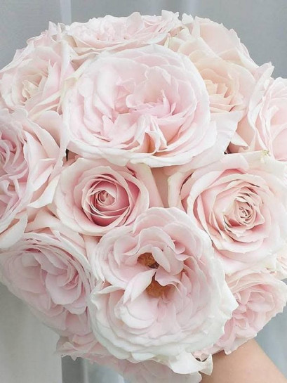 PRINCE JARDINIER® róża wielkokwiatowa