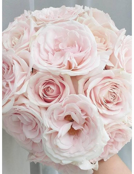 PRINCE JARDINIER® róża wielkokwiatowa