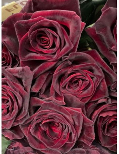 Róża wielkokwiatowa BLACK BACCARA®