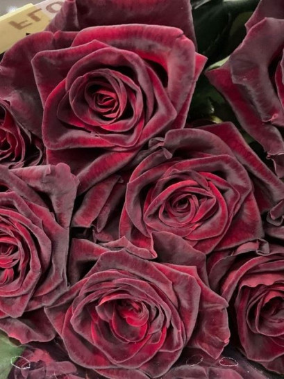 Róża wielkokwiatowa BLACK BACCARA®