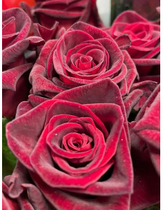 Róża wielkokwiatowa BLACK BACCARA® 2