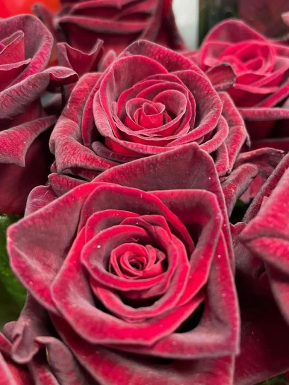 wielkokwiatowa Róża BLACK BACCARA®