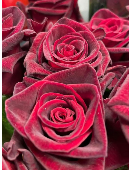 wielkokwiatowa Róża BLACK BACCARA®