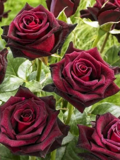 BLACK BACCARA® Róża wielkokwiatowa