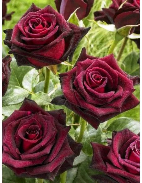 BLACK BACCARA® Róża wielkokwiatowa