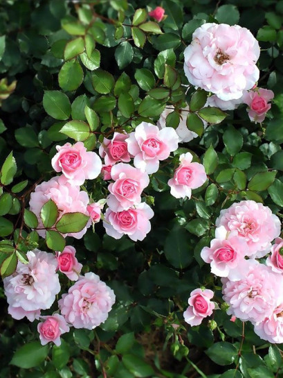 róże rabatowe BONICA 82