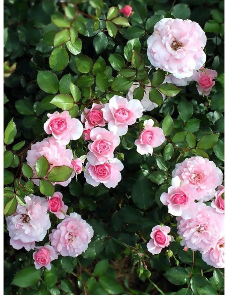 róże rabatowe BONICA 82