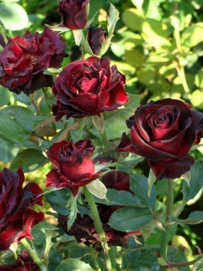 BLACK BACCARA® wielkokwiatowa Róża