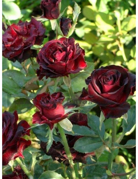 BLACK BACCARA® wielkokwiatowa Róża