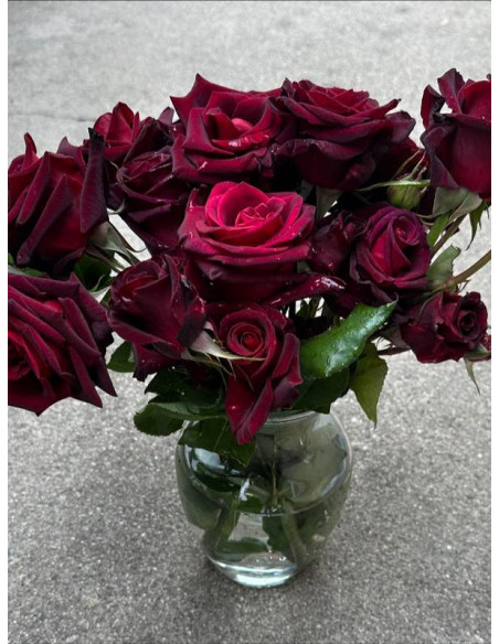 Róża wielkokwiatowa BLACK BACCARA®