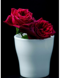 Róża wielkokwiatowa BLACK PERFUMELLA® 2