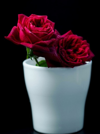 BLACK PERFUMELLA® róża wielkokwiatowa