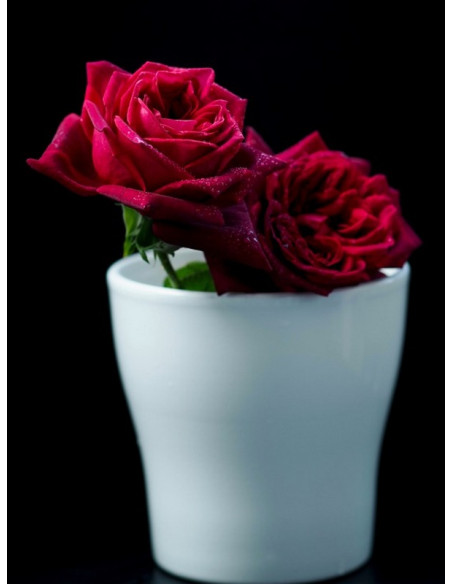 BLACK PERFUMELLA® róża wielkokwiatowa