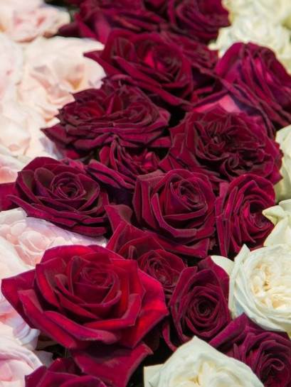 Róża wielkokwiatowa BLACK PERFUMELLA®