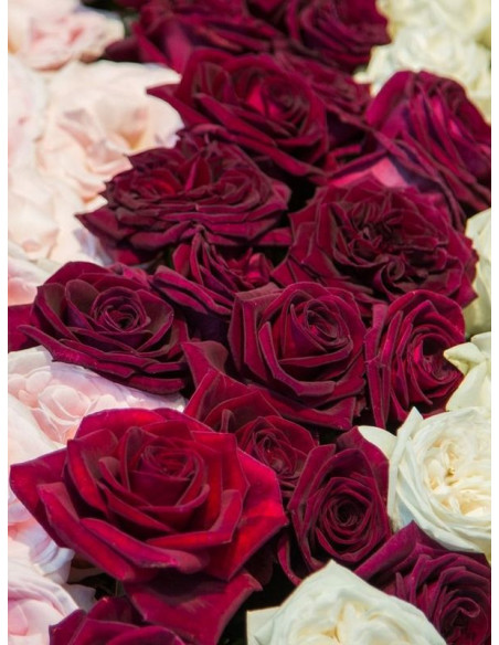 Róża wielkokwiatowa BLACK PERFUMELLA®