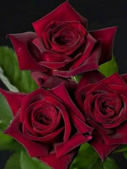 BLACK PERFUMELLA® Róża wielkokwiatowa