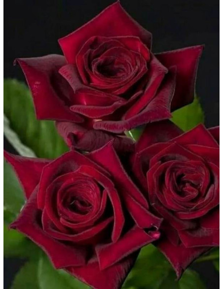 BLACK PERFUMELLA® Róża wielkokwiatowa