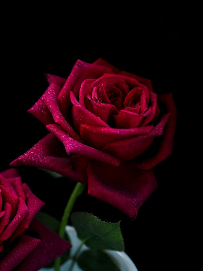 BLACK PERFUMELLA® wielkokwiatowa Róża