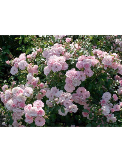 Bonica 82 rabatowe roze