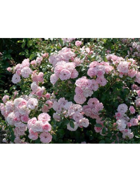 Bonica 82 rabatowe roze