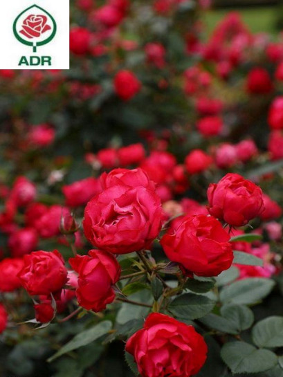 Róża rabatowa CHERRY BONICA