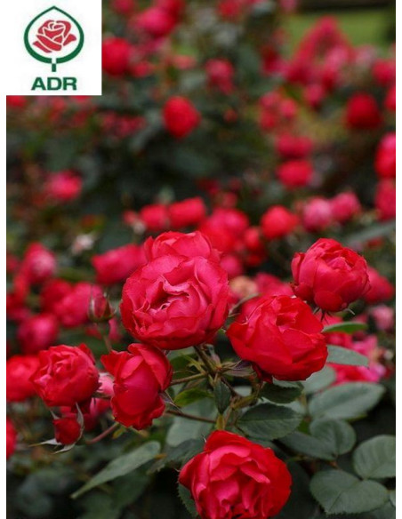 Róża rabatowa CHERRY BONICA